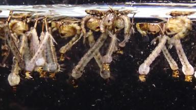 蚊子幼虫蛹被污染的水库蚊侵害常见的房子蚊子北部房子蚊子物种食血蚊子家庭蚊科